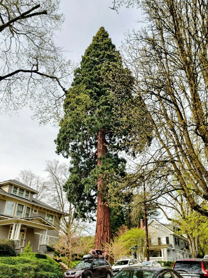 View from across the street of a Redwood tree next to a house.
