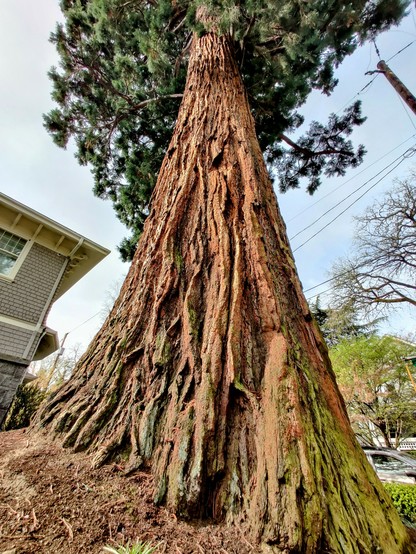 Closer, wide angle shot of the same tree.