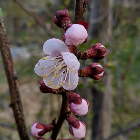A photo showing an open apricot blossom and several flower buds. The petals are light pink, the buds are dark red.