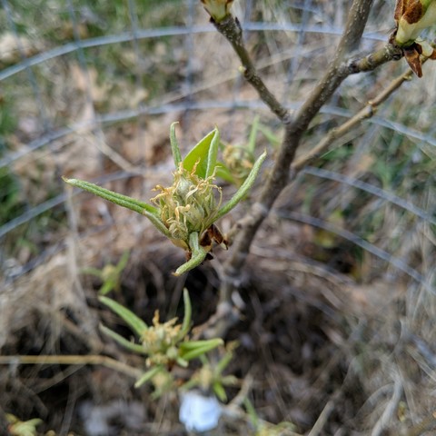 A photo showing likely flower buds on a Comice pear tree. There are skinny pointy leaves and some bigger ones with a cluster of squiggly twisted yellow and light green things in the middle.