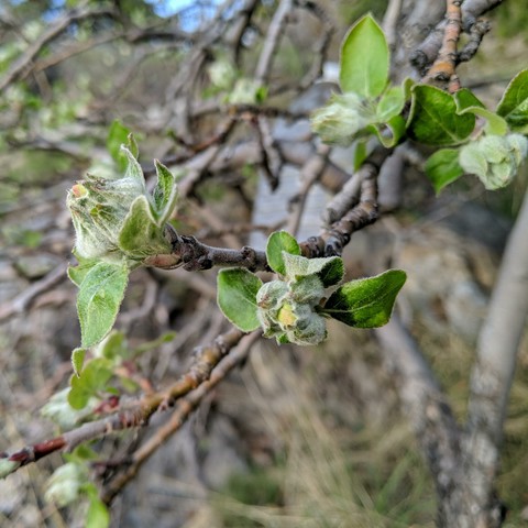 A photo showing flower buds on a Gravenstein apple tree. They are silvery green with some red highlights in a cluster.