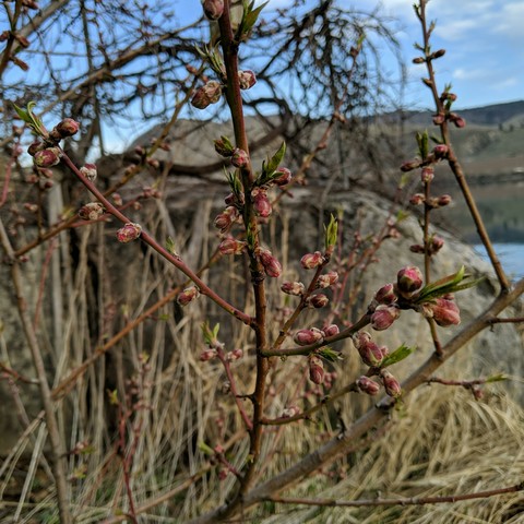 A photo showing pink/red flower buds on a peach tree that has grown from seed. It's an early blooming type of peach which makes it susceptible to frost.