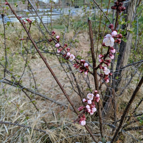 A photo showing apricot blossoms, only one blossom is fully open, some are partially open but most of the buds are still closed. The flowers are pinkish and the buds are dark red.