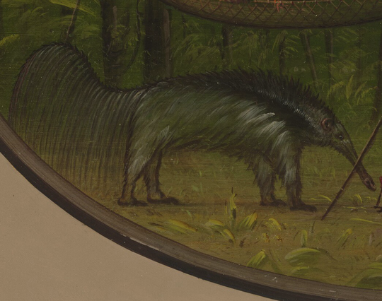 closeup of the giant anteater