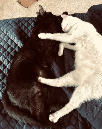 a black at and a white cat lie on their sides, on a bed, facing and cuddling each other