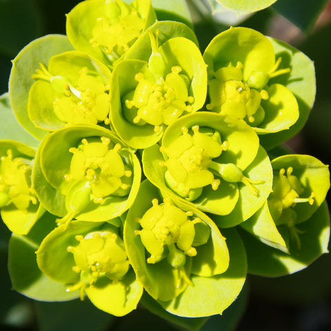Blütenstand mit grüngelben Blüten.