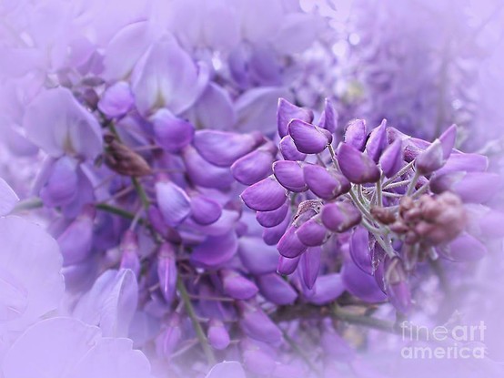 My photograph captured near my home in the north of Sydney. By Kaye Menner Photography.

Wisteria (also spelled Wistaria or Wysteria) is a genus of flowering plants in the pea family, Fabaceae, that includes ten species of woody climbing vines native to the Eastern United States and to China, Korea, and Japan. Some species are popular ornamental plants, especially in China and Japan.
[from Wikipedia]

THE FINE ART AMERICA LOGO WILL NOT APPEAR ON PURCHASED PRINTS OR PRODUCTS.