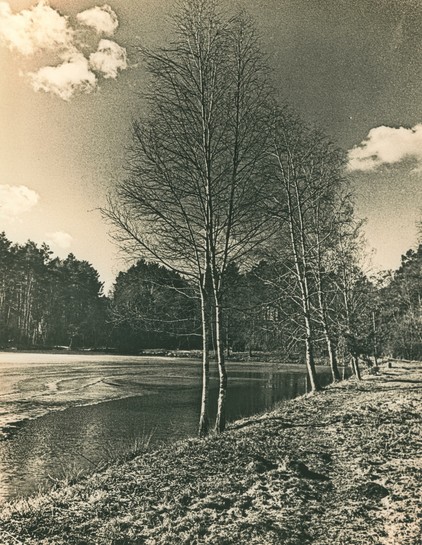 This image is a black-and-white landscape photograph created using the lith print technique in a darkroom. The scene captures a tranquil lakeside view, with a line of bare trees extending along the shoreline. The lake appears partially frozen, with smooth ice gradually merging into open water. A dense forest of coniferous trees fills the background under a sky scattered with soft clouds.

The lith printing process gives the image a distinctive grainy texture, along with high contrast and warm tones, particularly in the highlights. The shadows are deep and rich, creating a dramatic, moody atmosphere, typical of lith prints. The overall aesthetic is vintage and artistic, evoking a sense of stillness and timelessness.