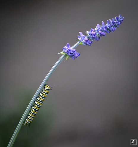 Color photo of black, yellow, and white striped monarch caterpillar climbing on a stem below a spike of blue flowers.