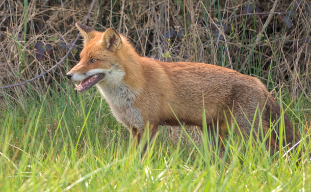 Photographie en plan large d'un renard dans l'herbe. On voit tout son corps à l'exception de ses pattes.