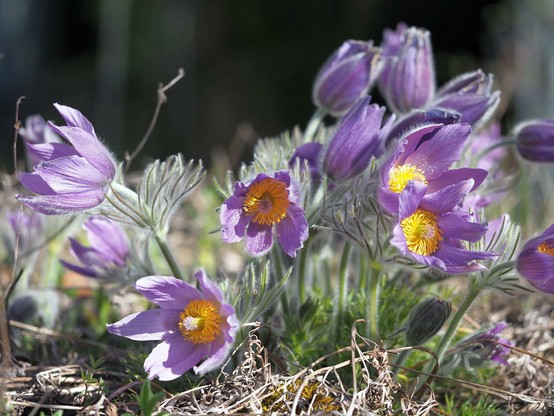 Etwa ein Dutzend violetter Blüten, ca. 3 cm im Durchmesser, mit vielen orangegelben Staubblättern im Inneren. In der Mitte des Staubblattringes ein grüngelber Stempel. 

Die geschlitzten Stängelblätter sind dicht und lang behaart.