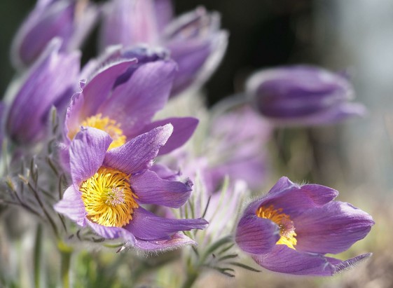 Etwa ein Dutzend violetter Blüten, ca. 3 cm im Durchmesser, mit vielen orangegelben Staubblättern im Inneren. In der Mitte des Staubblattringes ein grüngelber Stempel. 

Die geschlitzten Stängelblätter sind dicht und lang behaart.