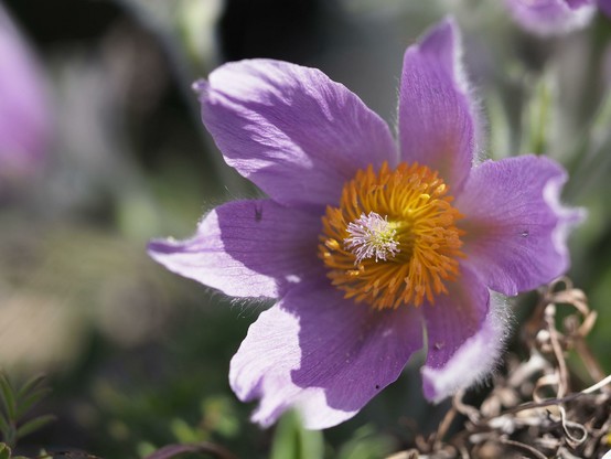 Eine Blüte in Detailansicht: 6 violette große Kronblätter umgeben Staubblätter und Stempel.