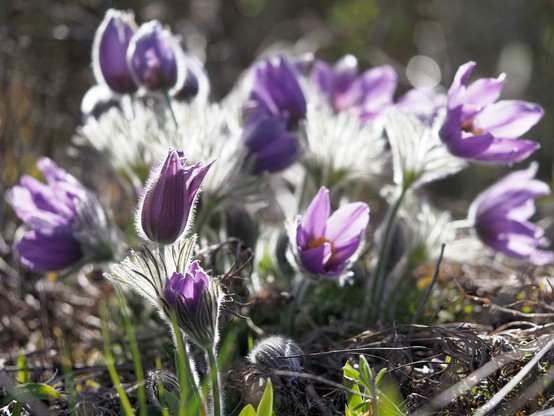 Etwa ein Dutzend violetter Blüten, ca. 3 cm im Durchmesser, mit vielen orangegelben Staubblättern im Inneren. In der Mitte des Staubblattringes ein grüngelber Stempel. 

Die geschlitzten Stängelblätter sind dicht und lang behaart. Im Gegenlicht leuchten die Haare weiß auf.