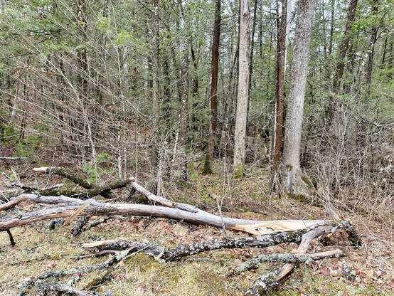 The image depicts a forested area with a mix of trees and fallen branches. In the foreground, several large fallen tree branches are scattered across the ground, some covered in lichen. The branches vary in size and are positioned in different directions, creating a natural, untamed appearance. The background features a variety of trees with different bark textures and colors, including some with bare branches and others with green foliage, suggesting a transition between seasons. The ground is covered with a mix of grass and fallen leaves, adding to the natural setting. The overall scene is serene and undisturbed, with no visible signs of human activity.

Provided by @altbot
