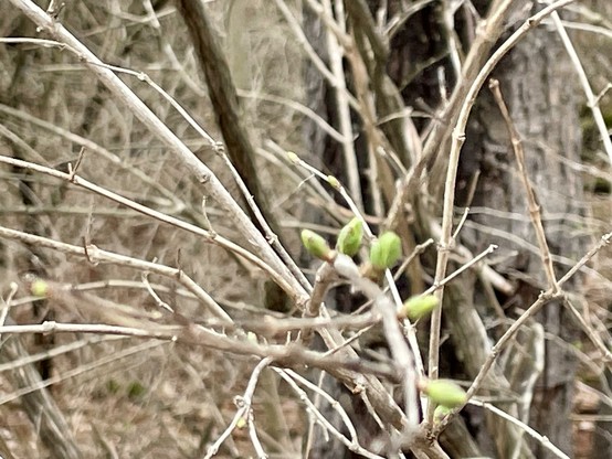 The image depicts a close-up view of a tree branch in a forest setting. The branch is bare, with a network of thin, light brown twigs extending in various directions. Among the twigs, several small green buds are visible, indicating the onset of new growth. The background is filled with more branches and tree trunks, creating a dense, natural environment. The focus is on the branch in the foreground, with the background slightly blurred, emphasizing the buds and the intricate structure of the branch. The overall color palette is muted, with shades of brown and green, suggesting a scene in early spring.

Provided by @altbot