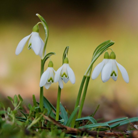5 snowdrops