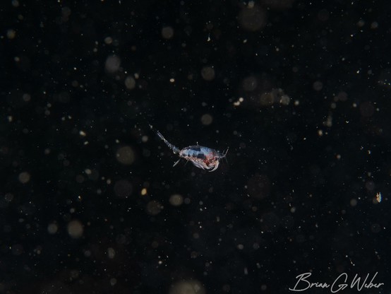 Some sort of larval critter in the water column. From the look of it, I guess it is some sort of shrimp.