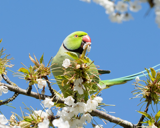 Green ring-necked parakeet eating cherry blossoms