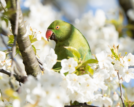Green ring-necked parakeet in a cloud of cherry blossoms