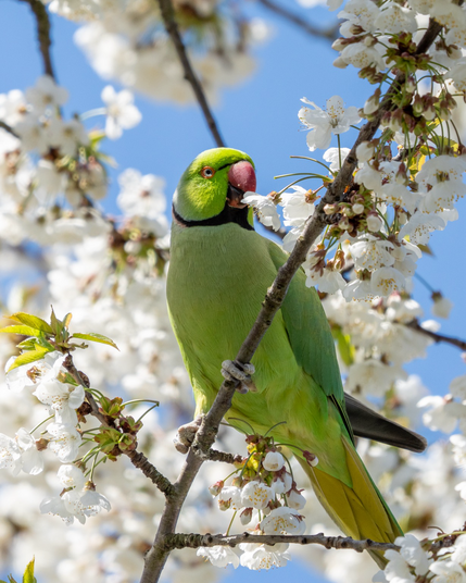 Green ring-necked parakeet nibbling on a blossom