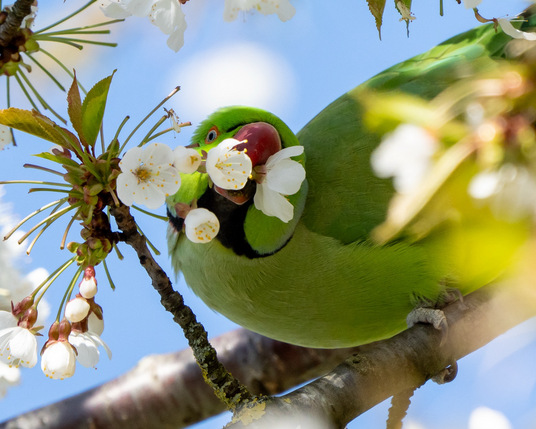 Green ring-necked parakeet stooping for a cherry blossom