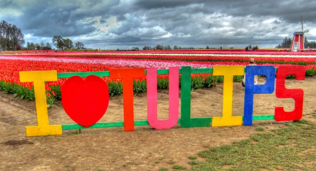 Tulip Sign At The Wooden Shoe! https://pixels.com/featured/i-love-tulips-thom-zehrfeld.html #tulips #Floral #flowers #Oregon#PNW #BuyIntoArt #Art #ThomZehrfeldPhotography #PhotographyIsArt #Photography #Fotografie
#ArtForSale #ArtMatters #MastoArt #Mastodon #ArtforInteriorDesign #HospitalityInteriors 
#InteriorDesign #Wallart #InteriorDecorating #WallArtForSale #PhotoOfTheDay #FediGiftShop  #GiftIdeas #FediArt #Prints #FediArtShop #Colorful #Nature