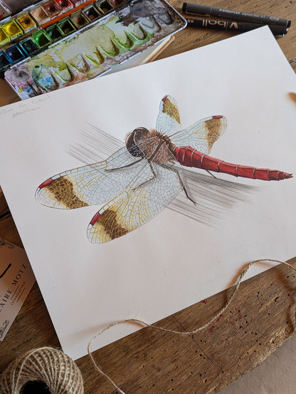 Aquarelle de Sympetrum du Piémont