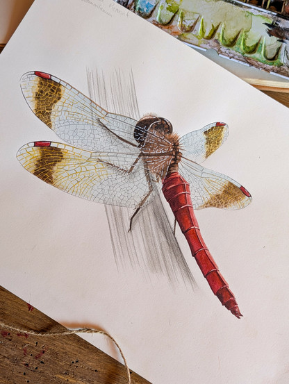Aquarelle de Sympetrum du Piémont