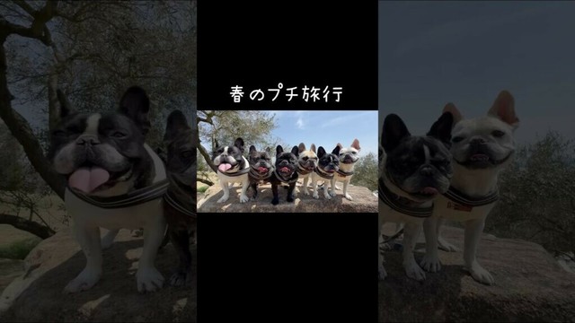 フレンチブルドッグ6頭とプチ旅行🌸#shorts#shortsvideo #frenchbulldog #フレンチブルドッグ #フレブル6兄弟 #フレブル多頭飼い#犬連れ旅行