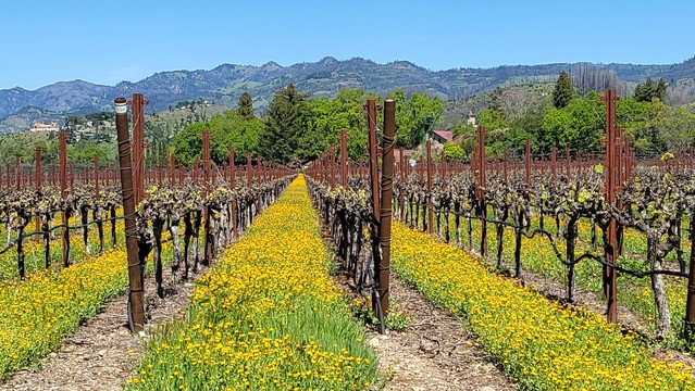 We are looking down rows of trellised grapevines. The ground is covered with a long thick row of orange-yellow flowers. The metal trellises are a rust red and the grapevines are dark bark colors as their leaves are just starting to bud break. In the distance are trees and a mountain ridge. The sky is clear blue.