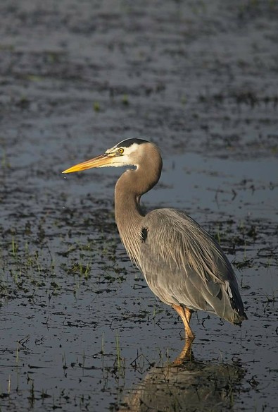 Blue Heron, in the morning sun.