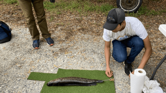 A researcher prepares to drag a dead northern snakehead across artificial turf.