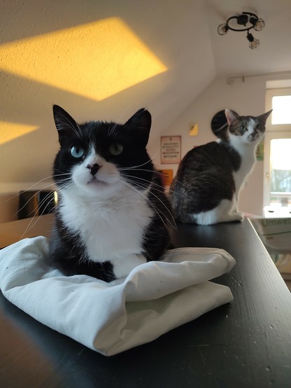Der Kater Phips liegt auf einem jutebeutel und blickt in die Kamera. Etwas dahinter sitzt der Kater Sammy. Er dreht den Kopf nach rechts um auch in die Kamera zu blicken