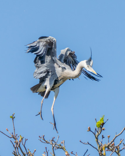 Heron coming into land