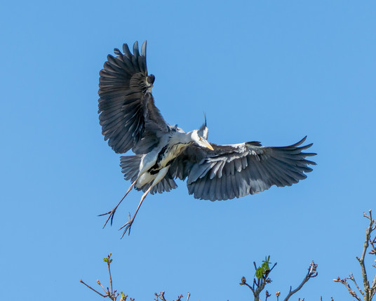 Heron coming into land