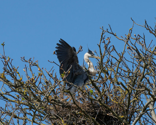 Heron coming into nest