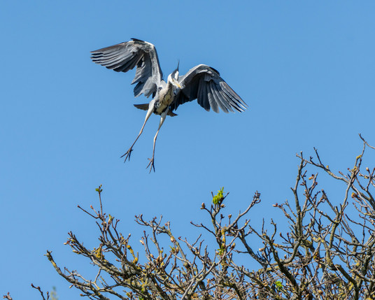 Heron coming into land
