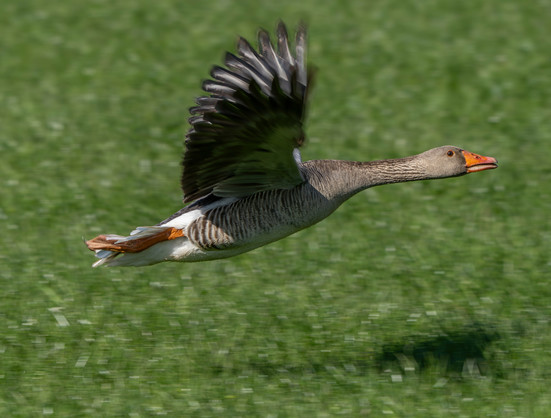 Graugans im Flug