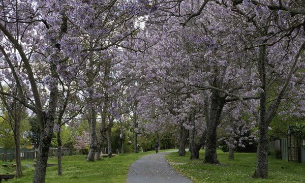 Una avenida con Paulownias. (Getty Images/iStockphoto)