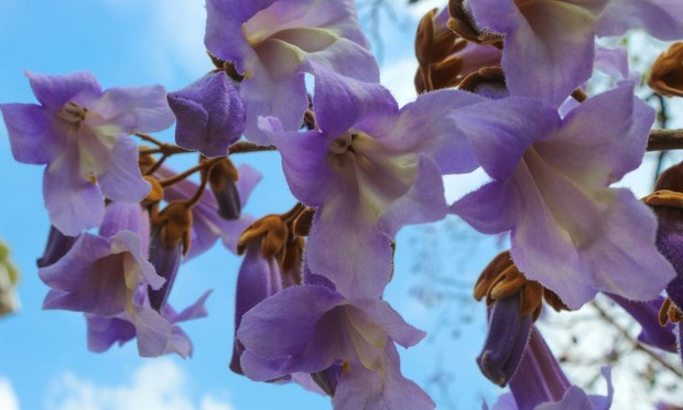 Paulownia. (arkela / Getty Images)