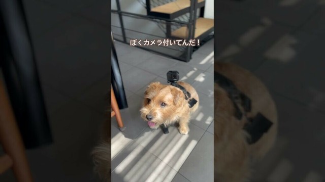 【まんざらでもない】#shorts #norfolkterrier #愛犬キチ #吉 #gopro #kichi #癒し #ノーフォークテリア