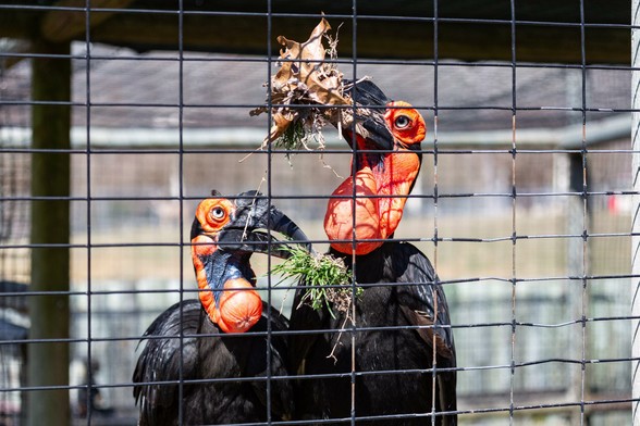 Two hornbills behind a zoo mesh, each holding a clump of vegetation in its beak. Their heads and necks are bright orange, and they have bulbous orange throat sacs as well.