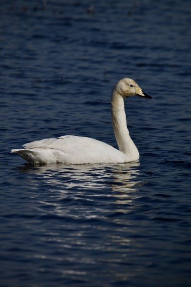 Whooper Swan