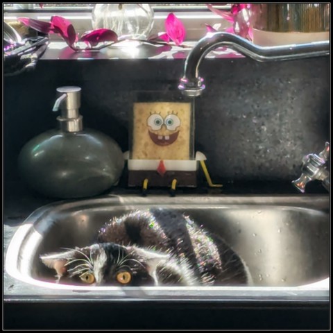 Lemon the cat sitting in the kitchen sink, crazy eyes peeking just over the edge and her ears laid back flat. She looks ready to attack from her forbidden vantage point. My SpongeBob sponge holder sits happily behind her, only adding to the absurdity of this image.