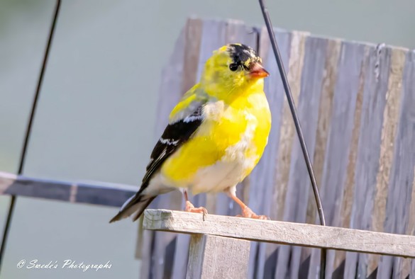 "This image captures a stunning yellow goldfinch resting gracefully on a wooden structure. Its bright yellow body contrasts beautifully with its black and white wings and the striking black cap on its head. The soft, blurred background enhances the focus on the bird, highlighting its delicate features and vibrant colors. It's a delightful snapshot of nature's artistry, signed '© Swede's Photographs' in the bottom left corner." - Copilot