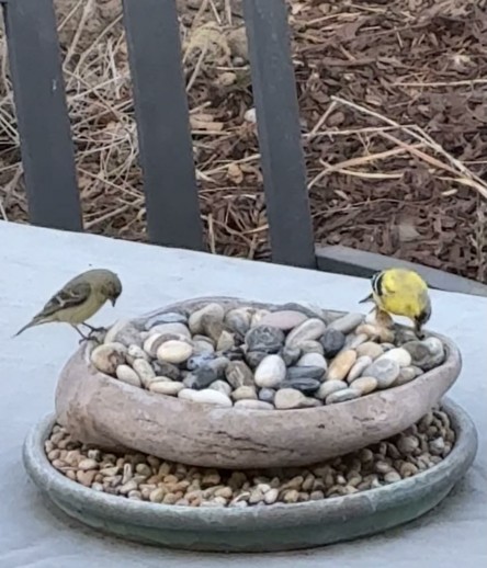 Two goldfinches perch on a pebble filled water bowl. At the right is a bright yellow male, the female is olive green. They are small birds, and frequent visitors to our yard.