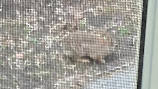 A large rabbit at the edge of a side yard.  There are many leaves in the background on the ground.  the large rabbit is facing to the right, its left.  This picture is taken through a window.