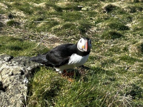A puffin, sitting on the grass, facing towards the camera
