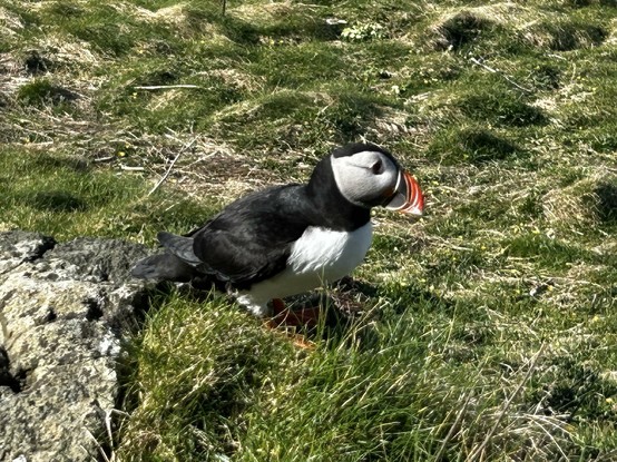 Puffin side view. He has a very fine multi coloured beak.